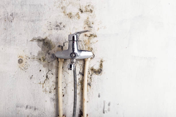 Best Mold Testing  in Meadowdale, WA