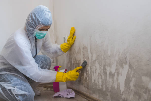 Mold Testing and Removal in Meadowdale, WA