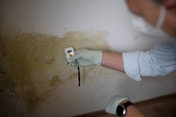 Best Residential Mold Removal  in Meadowdale, WA