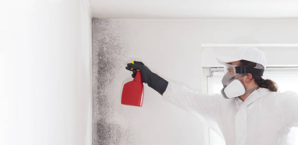 Certified Mold Removal in Meadowdale, WA
