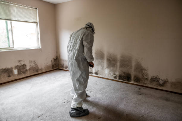 Mold Removal Process in Meadowdale, WA