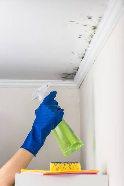 Best Certified Mold Removal  in Meadowdale, WA