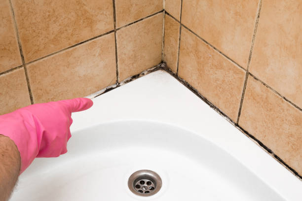Best Mold Removal Company Near Me  in Meadowdale, WA